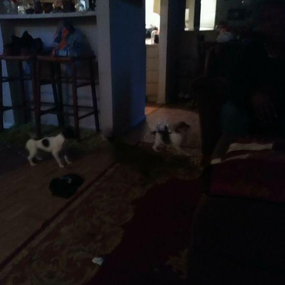 Meet your Posher, Donna - Picture 1 of 1